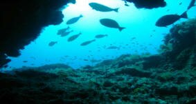 Scuba Diving Aliwal Shoal South Africa