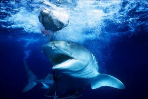 Tiger Shark diving Aliwal shoal Aliwalshoal Umkomaas South Africa