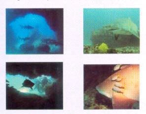 Aliwal Shoal Scuba Diving Umkomaas Durban South Coast South Africa