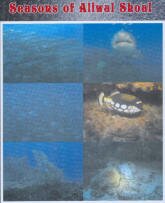 Seasons of Aliwal Shoal DVD South Africa