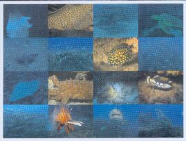 Seasons of Aliwal Shoal DVD South Africa