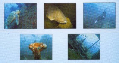 Nebo Produce Scuba diving Shipwrecks of the Aliwal Shoal